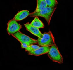 Annexin V Antibody (3B9B7) - BSA Free, Novus Biologicals 0.1 mg | Buy Online | Novus Biologicals | Fisher Scientific