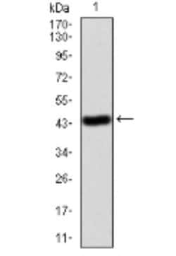 Annexin V Antibody (3B9B7) - BSA Free, Novus Biologicals 0.1 mg | Buy Online | Novus Biologicals | Fisher Scientific