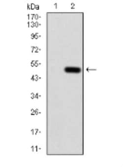 Annexin V Antibody (3B9B7) - BSA Free, Novus Biologicals 0.1 mg | Buy Online | Novus Biologicals | Fisher Scientific