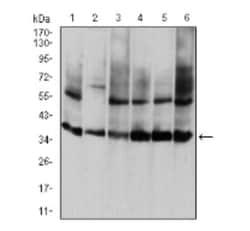Annexin V Antibody (3B9B7) - BSA Free, Novus Biologicals 0.1 mg | Buy Online | Novus Biologicals | Fisher Scientific
