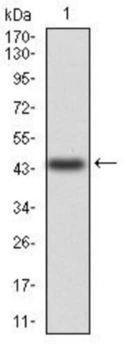 Annexin V Antibody (3B9F3) - BSA Free, Novus Biologicals 0.1mg; Unlabeled:Antibodies,