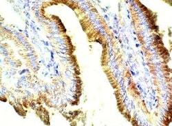 Apelin Antibody, Novus Biologicals 100 &mu;g; Unconjugated:Antibodies,