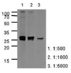 Apolipoprotein A-I/ApoA1 Antibody (1E12) - BSA Free, Novus Biologicals