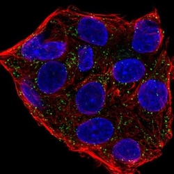 Apolipoprotein A-I/ApoA1 Antibody, Novus Biologicals 0.1mL; Unlabeled:Antibodies,