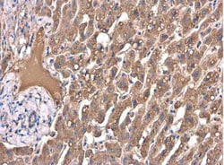 Apolipoprotein A-I/ApoA1 Antibody, Novus Biologicals 0.1 mL | Buy Online | Novus Biologicals | Fisher Scientific