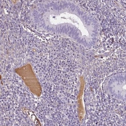 Apolipoprotein A-I/ApoA1 Antibody, Novus Biologicals 0.1mL; Unlabeled:Antibodies,