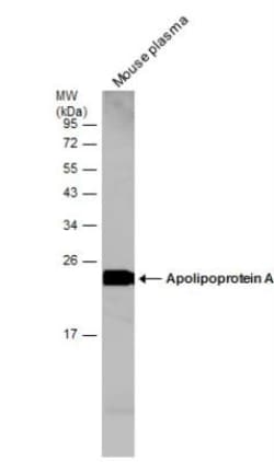 Apolipoprotein A-I/ApoA1 Antibody, Novus Biologicals 0.1 mL | Buy Online | Novus Biologicals | Fisher Scientific