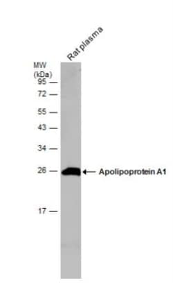 Apolipoprotein A-I/ApoA1 Antibody, Novus Biologicals 0.1 mL | Buy Online | Novus Biologicals | Fisher Scientific