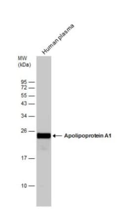 Apolipoprotein A-I/ApoA1 Antibody, Novus Biologicals 0.1 mL | Buy Online | Novus Biologicals | Fisher Scientific
