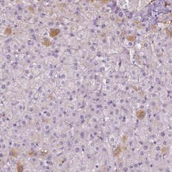 Apolipoprotein A-IV/ApoA4 Antibody, Novus Biologicals 25 &mu;L; Unlabeled:Antibodies,