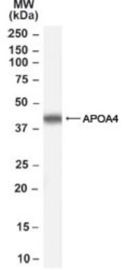Apolipoprotein A-IV/ApoA4 Antibody, Novus Biologicals 0.1mg; Unlabeled:Antibodies,