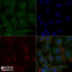 Apolipoprotein A5 Antibody (1G5G9), Novus Biologicals 0.1mL; Unlabeled:Antibodies,