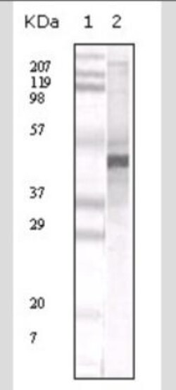 Apolipoprotein A5 Antibody (1G5G9) - BSA Free, Novus Biologicals:Antibodies:Primary