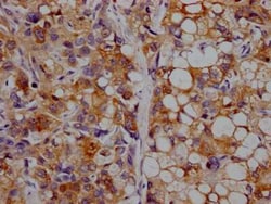 Apolipoprotein CIII Antibody (8H12), Novus Biologicals 100 &mu;g; Unconjugated:Antibodies,