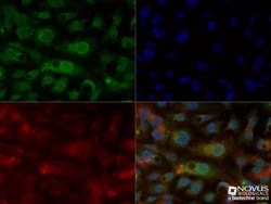 Apolipoprotein E/ApoE Antibody (WUE-4) - BSA Free, Novus Biologicals 0.025mL;