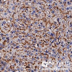 Apolipoprotein E/ApoE Antibody (WUE-4) - BSA Free, Novus Biologicals 0.025mL;