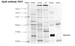 Apolipoprotein E/ApoE Antibody (WUE-4) - BSA Free, Novus Biologicals 0.025mL;