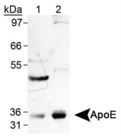 Apolipoprotein E/ApoE Antibody (WUE-4) - BSA Free, Novus Biologicals 0.025mL;
