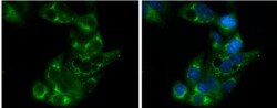 Apolipoprotein E/ApoE Antibody - BSA Free, Novus Biologicals 0.1 mg; Unconjugated:Antibodies,
