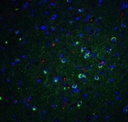 Apolipoprotein E/ApoE Antibody - BSA Free, Novus Biologicals:Antikörper:Primärantikörper