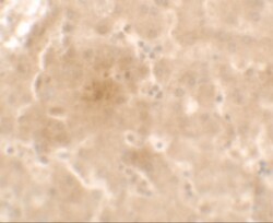 Apolipoprotein E/ApoE Antibody - BSA Free, Novus Biologicals:Antikörper:Primärantikörper