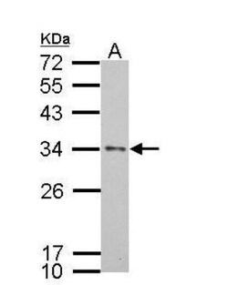 Apolipoprotein E/ApoE Antibody - BSA Free, Novus Biologicals 0.1 mg; Unconjugated:Antibodies,