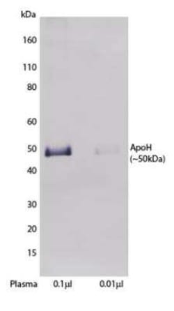Apolipoprotein H/ApoH Mouse anti-Human, Non-human Primate, Clone: H219,