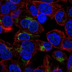 Apolipoprotein H/ApoH Antibody, Novus Biologicals 25 &mu;L; Unlabeled:Antibodies,