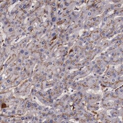 Apolipoprotein H/ApoH Antibody, Novus Biologicals 25 &mu;L; Unlabeled:Antibodies,
