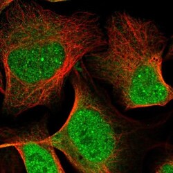 Apolipoprotein L2 Antibody, Novus Biologicals:Antibodies:Primary Antibodies