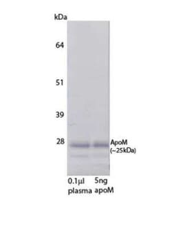 Apolipoprotein M/ApoM Mouse anti-Human, Clone: M5, Novus Biologicals:Antibodies:Primary