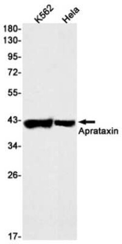 Aprataxin Rabbit anti-Human, Clone: S03-9F6, Novus Biologicals 25 &mu;g | Buy Online | Novus Biologicals | Fisher Scientific
