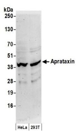Aprataxin Antibody, Novus Biologicals 0.1mL; Unlabeled:Antibodies, Polyclonal