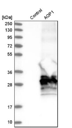 Aquaporin 1/AQP1 Antibody, Novus Biologicals 25 &mu;L; Unlabeled:Antibodies,