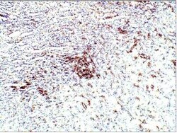 Aquaporin-10 Antibody, Novus Biologicals 100 μg; Unconjugated:Antibodies,
