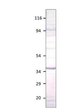 Aquaporin-12A Antibody, Novus Biologicals 100 &mu;g | Buy Online | Novus Biologicals | Fisher Scientific