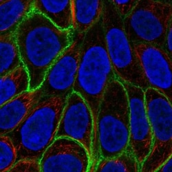Aquaporin-3 Antibody, Novus Biologicals 0.1mL; Unlabeled:Antibodies, Polyclonal