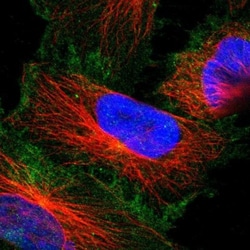 Aquaporin-4 Antibody, Novus Biologicals:Antibodies:Primary Antibodies