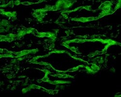 Aquaporin-4 Antibody, Novus Biologicals 0.1mL; Unlabeled:Antibodies, Polyclonal
