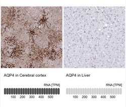 Aquaporin-4 Antibody, Novus Biologicals:Antibodies:Primary Antibodies