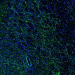 Aquaporin-4 Antibody, Novus Biologicals:Antibodies:Primary Antibodies