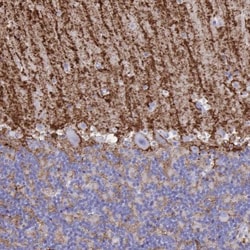 Aquaporin-4 Antibody, Novus Biologicals:Antibodies:Primary Antibodies