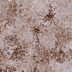 Aquaporin-4 Antibody, Novus Biologicals:Antibodies:Primary Antibodies