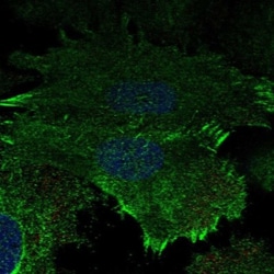Aquaporin-5 Antibody, Novus Biologicals 25 &mu;L, Unlabeled:Antibodies,