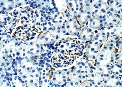 Aquaporin-5 Antibody, Novus Biologicals 100 &mu;g | Buy Online | Bio-Techne | Fisher Scientific