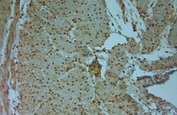 Aquaporin-9 Antibody, Novus Biologicals 0.1 mL; Unconjugated:Antibodies,