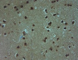 Aquaporin-9 Antibody, Novus Biologicals 0.1 mL; Unconjugated:Antibodies,
