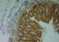 Aquaporin-9 Antibody, Novus Biologicals 0.1 mL; Unconjugated:Antibodies,