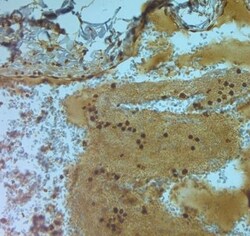 Aquaporin-9 Antibody, Novus Biologicals 0.1 mL; Unconjugated:Antibodies,