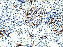 Aquaporin-9 Antibody, Novus Biologicals 100 &mu;g; Unconjugated:Antibodies,